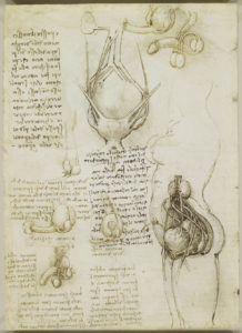 The-female-and-male-genitalia-Leonardo-study